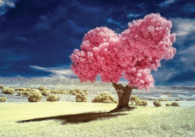 "beauty in nature day landscape nature no people non-urban scene outdoors remote cloud sky solitude tranquil scene tranquility tree pink cuenca spain" plant flower blossom