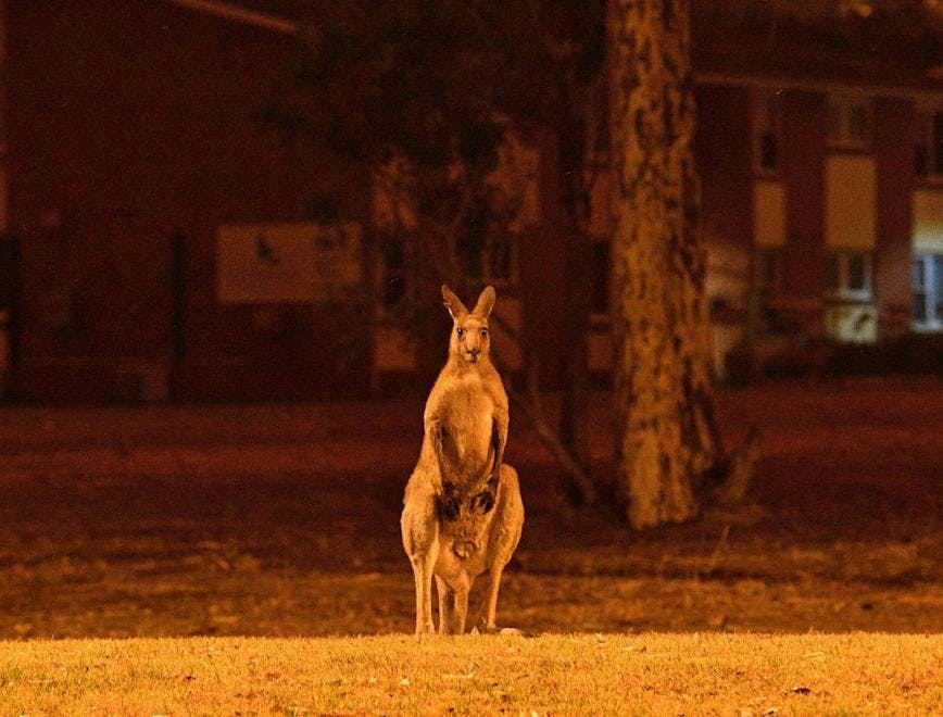 kangaroo wallaby animal mammal
